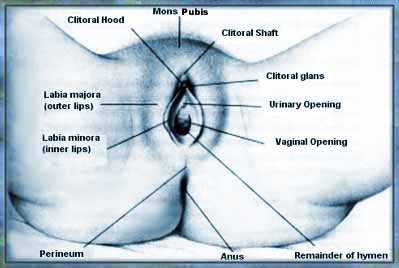 Dr. Jovanovic, OGBYN - Vagina Diagram